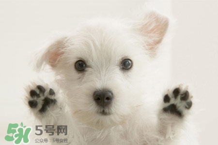 禽流感可以養(yǎng)狗嗎？禽流感期間能養(yǎng)狗嗎？