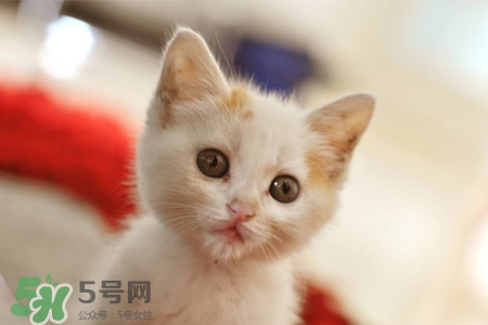 禽流感可以養(yǎng)貓嗎？禽流感期間能養(yǎng)貓嗎？