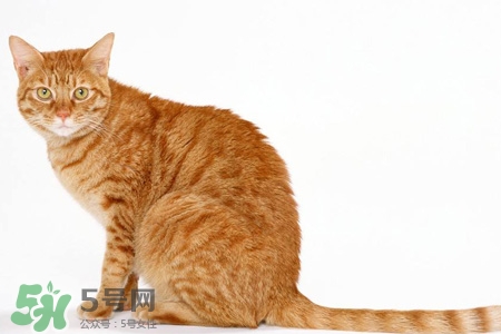 禽流感可以養(yǎng)貓嗎？禽流感期間能養(yǎng)貓嗎？