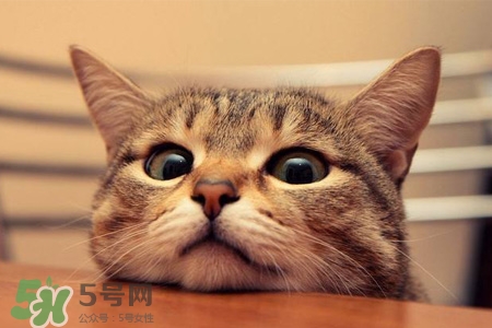 禽流感可以養(yǎng)貓嗎？禽流感期間能養(yǎng)貓嗎？