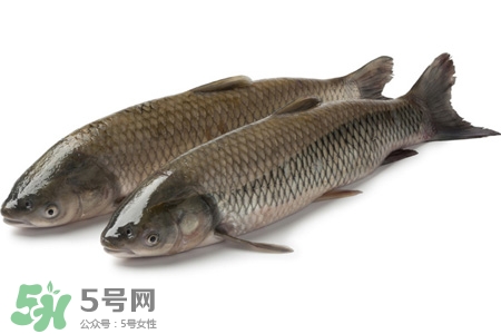 孕婦可以吃草魚嗎？懷孕了能吃草魚嗎？