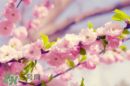 櫻花一般什么時(shí)候開？櫻花一般幾月份開？