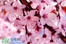 韓國幾月份能看到櫻花？2017韓國櫻花開放時(shí)間