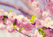 櫻花是櫻桃樹的花嗎？櫻桃花和櫻花的區(qū)別