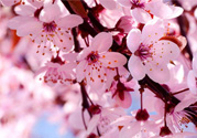 3月初日本的櫻花開(kāi)了嗎？2017年日本櫻花季預(yù)測(cè)