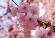 櫻花一般什么時(shí)候開(kāi)？櫻花一般幾月份開(kāi)？