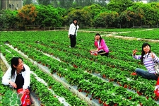 4月份可以摘草莓嗎？四月份有草莓可以摘嗎？