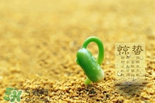 驚蟄節(jié)氣要注意什么？驚蟄節(jié)氣養(yǎng)生注意事項