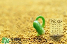 驚蟄如何養(yǎng)生？驚蟄前后如何養(yǎng)生？