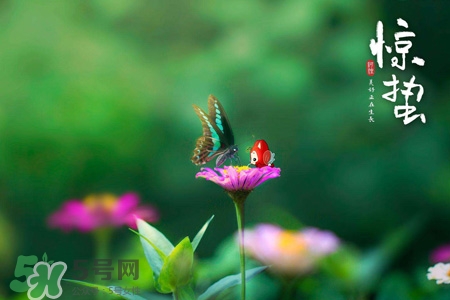 驚蟄要吃芋頭嗎？驚蟄為什么吃芋頭？