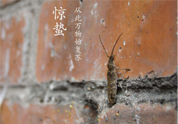 驚蟄可以去掃墓嗎？驚蟄可以去上墳嗎？