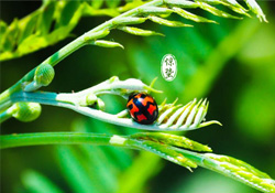 驚蟄節(jié)氣吃什么水果？驚蟄養(yǎng)生吃什么水果好？