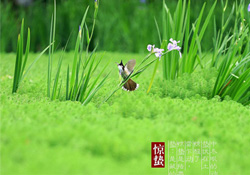 驚蟄出生的孩子好嗎？2017驚蟄出生的人運勢好嗎？