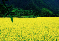3月份能看到油菜花嗎？三月份有油菜花看嗎？