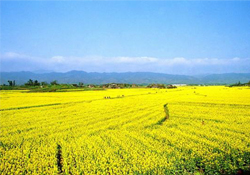 油菜花幾月開？油菜花什么季節(jié)開？