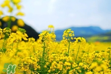 油菜花幾月開？油菜花什么季節(jié)開？