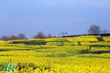 油菜花幾月開？油菜花什么季節(jié)開？