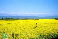 油菜花能開多久？油菜花花期有多長(zhǎng)？