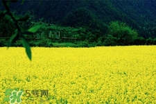 油菜花可以吃嗎？油菜花的功效與作用