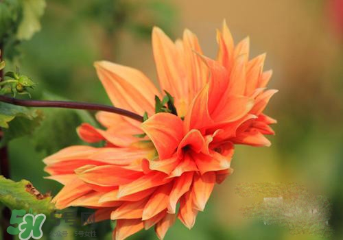 花粉過敏會(huì)遺傳嗎？花粉過敏為什么會(huì)遺傳？