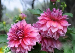 花粉過敏會(huì)遺傳嗎？花粉過敏為什么會(huì)遺傳？