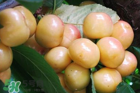 白玉櫻桃是什么？白玉櫻桃能吃嗎？