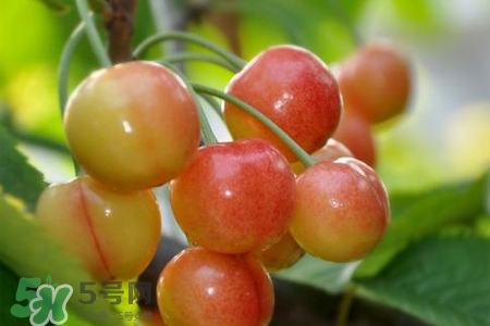 白玉櫻桃是什么？白玉櫻桃能吃嗎？