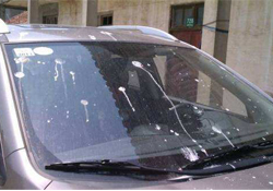 禽流感期間能接觸鳥糞嗎？碰到鳥糞會得禽流感嗎？