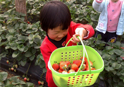 摘草莓要門票嗎？摘草莓要多少錢？