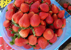 摘草莓多少錢一斤？2017摘草莓的價(jià)格