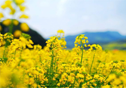 油菜花能開多久？油菜花花期有多長？