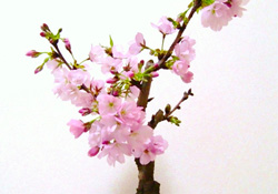 櫻花可以盆栽嗎？櫻花盆栽好養(yǎng)嗎？