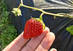 三月份可以種草莓嗎？三月份種草莓能結(jié)果嗎？