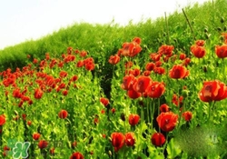 花粉過敏是感冒嗎？花粉過敏和感冒的區(qū)別