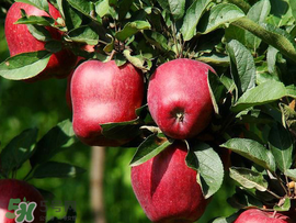 蛇果是脆的還是面的？蛇果是粉的還是脆的？