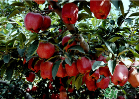 蛇果有點(diǎn)苦可以吃嗎？蛇果為什么會(huì)苦？