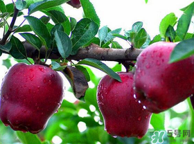 蛇果有點(diǎn)苦可以吃嗎？蛇果為什么會(huì)苦？