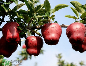 蛇果多少錢一斤？2017蛇果多少錢一斤？