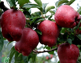 蛇果多少錢一斤？2017蛇果多少錢一斤？