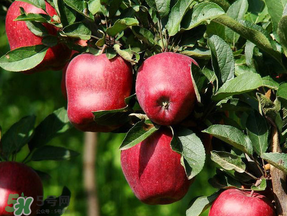 蛇果多少錢一斤？2017蛇果多少錢一斤？