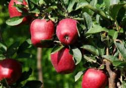 蛇果多少錢一斤？2017蛇果多少錢一斤？