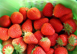 草莓可以帶上飛機(jī)嗎？坐飛機(jī)能帶草莓嗎？