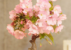 盆栽櫻花要經(jīng)常澆水嗎？櫻花盆栽幾天澆一次水？