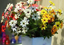 花粉過敏是感冒嗎？花粉過敏和感冒的區(qū)別