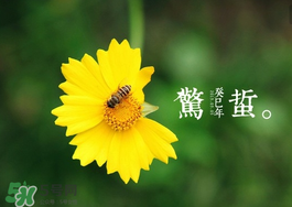 驚蟄前后可以種什么？驚蟄前后種什么蔬菜？