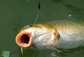 驚蟄前后可以夜釣鯉魚嗎？驚蟄前后釣魚技巧