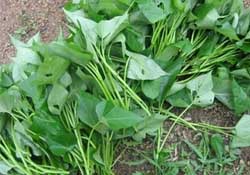 驚蟄前后可以種什么？驚蟄前后種什么蔬菜？