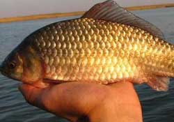 驚蟄前后好釣魚嗎？驚蟄前后釣魚技巧