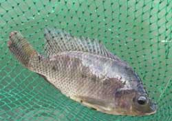 驚蟄能釣魚嗎？驚蟄釣什么魚好？