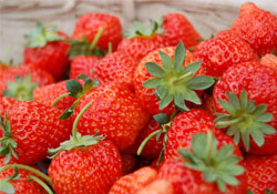 四月份可以種草莓嗎？四月份種草莓能結(jié)果嗎？